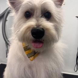 Westie