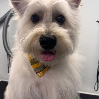 Zoomin Groomin - Rockwall County, TX - Westie - Pet Groomers Near Me