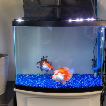 Full House Goldfish - Aquariums Near Me - San Jose, California Full House Goldfish - Aquariums Near Me - San Jose, California