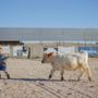 Photo of Paso Robles Pastures