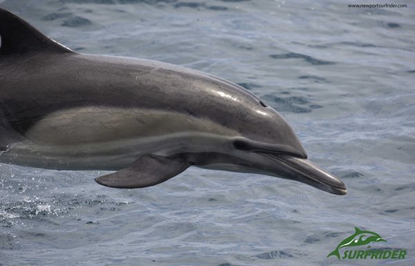 Dolphin Watching - Dolphin watching Dolphin Watching - Dolphin watching