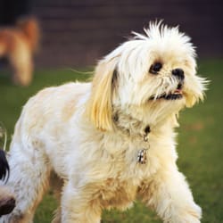 Social Pack Dogs