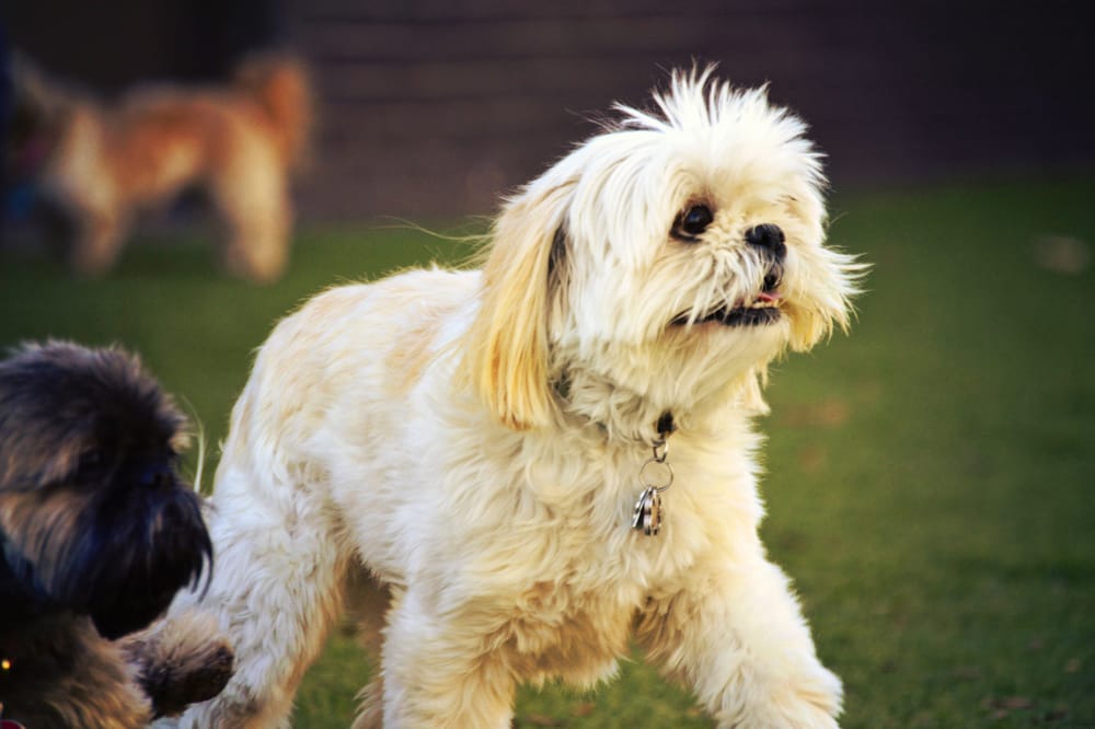 Social Pack Dogs - pet boarding facility in Carrollton, TX