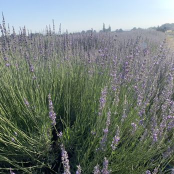 123 Farm - Lavender - Farmers Market Near Me - Cherry Valley, California 123 Farm - Lavender - Farmers Market Near Me - Cherry Valley, California
