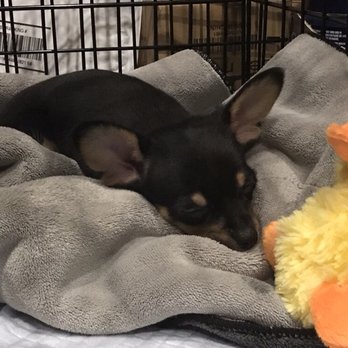 Pet Vet Clinic - Time for a quick power nap - Veterinarians Near Me - Chiefland, Florida Pet Vet Clinic - Time for a quick power nap - Veterinarians Near Me - Chiefland, Florida
