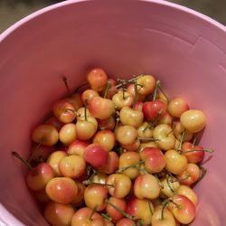 Stanley Family Farms - Rainier loot