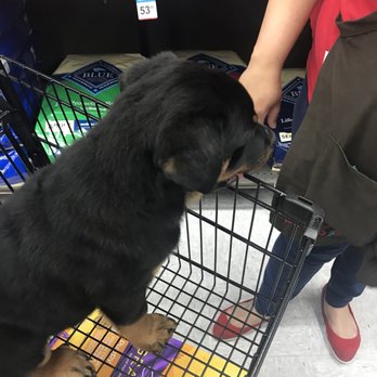 Petco - Pet Stores Near Me - Redondo Beach, California