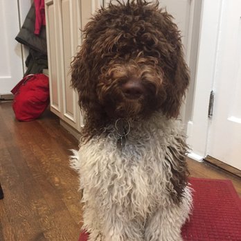 Pavlov Dog Training - Pet Training Near Me - Denver, Colorado Pavlov Dog Training - Pet Training Near Me - Denver, Colorado
