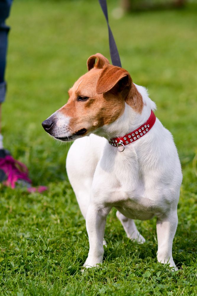 AIRPORT BOARDING KENNELS Updated May 2024 Yelp