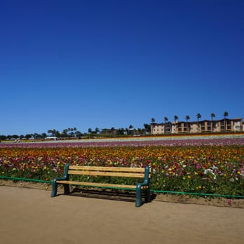The Flower Fields - Venues & Event Spaces Near Me - Carlsbad, California The Flower Fields - Venues & Event Spaces Near Me - Carlsbad, California