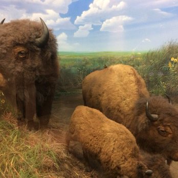 Illinois State Museum - Museums Near Me - Springfield, Illinois