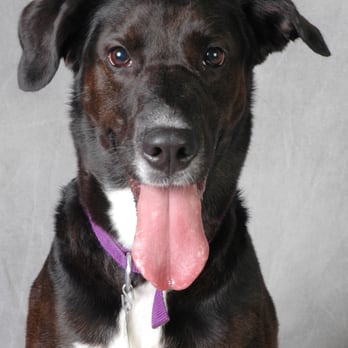 We Love Pets Training - Sadie - Pet Training Near Me