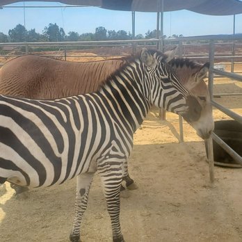 Sugarplum Zoo - Chocolatiers & Shops Near Me - Temecula, California