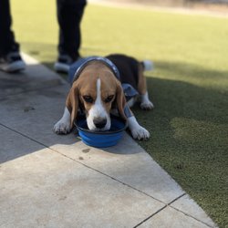 Saratoga Creek Dog Park - Break time