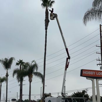 3DTS - Tree Services Near Me 3DTS - Tree Services Near Me