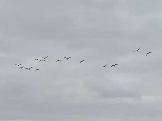 Sherburne National Wildlife Refuge by null