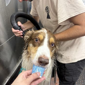 Luna's Dog Wash - Pup cup!!!! - Pet Groomers Near Me - Glendora, California Luna's Dog Wash - Pup cup!!!! - Pet Groomers Near Me - Glendora, California