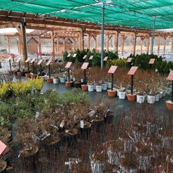 Sunshine Express Garden Centre - Shrub set up