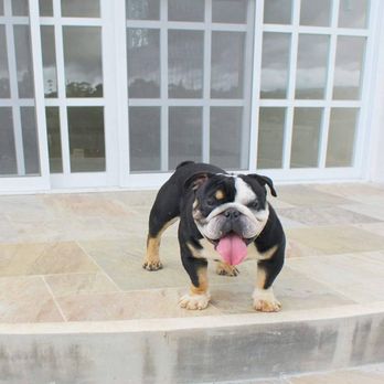 Mermo Bulldog Puppies 45 Photos Pet Breeders Portland Or Phone Number