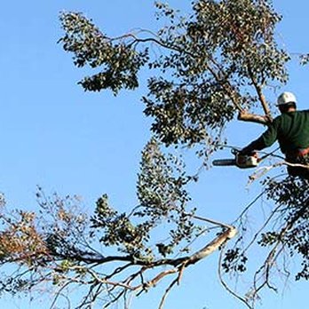 Omni Tree Service - Tree Services Near Me - Ellisville, Missouri Omni Tree Service - Tree Services Near Me - Ellisville, Missouri
