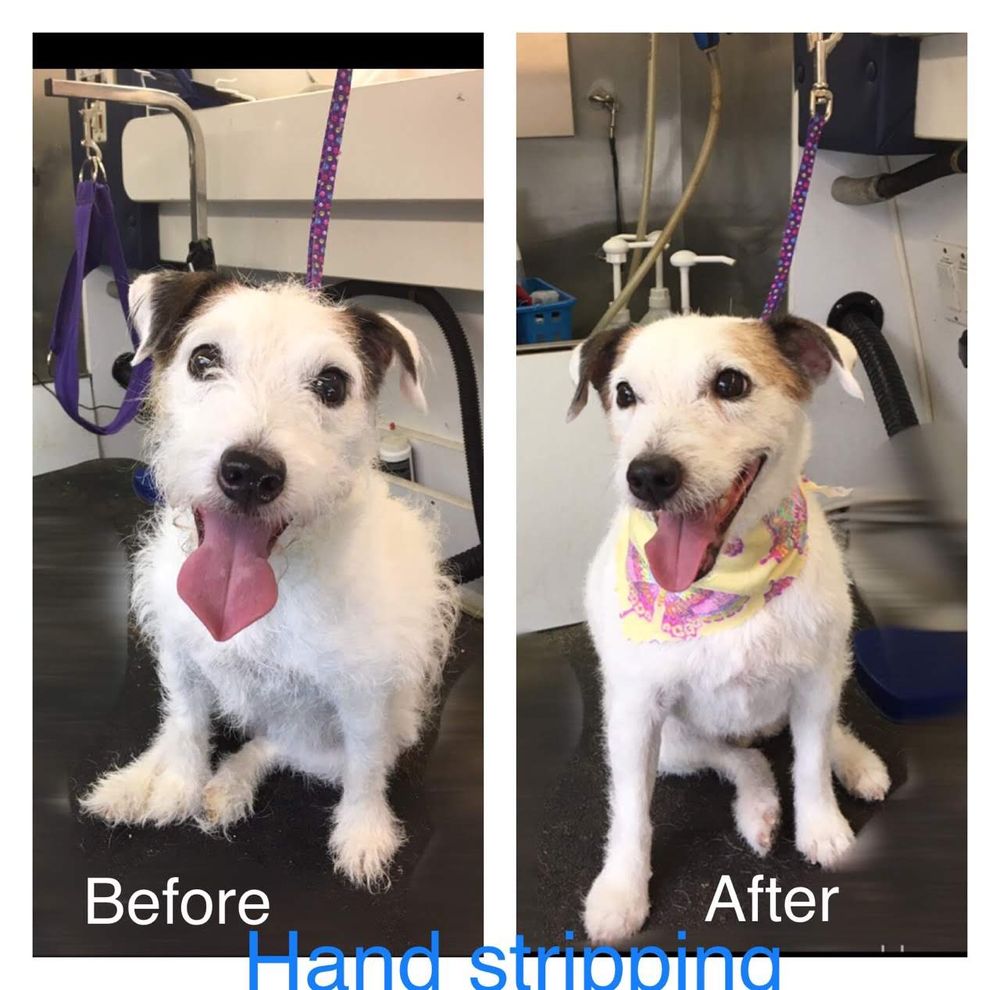 GO MOBILE GROOMING 148 Photos Hilliard, Ohio Pet Groomers Phone