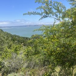 Tiburon Uplands Natural Preserve