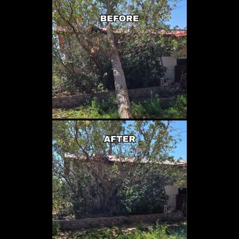 Maven Tree Services - Tree Services Near Me