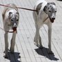 Photo of Happy Tails Pet Pal