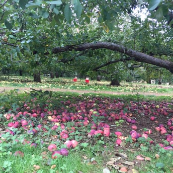 Battleview Orchards - Red and Green Apples - Pick Your Own Farms Near Me - Freehold, New Jersey Battleview Orchards - Red and Green Apples - Pick Your Own Farms Near Me - Freehold, New Jersey