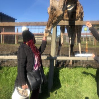 B Bryan Preserve - Feeding the giraffe as it paints a picture, - Tours Near Me - Point Arena, California