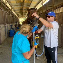Garfinkel Christi DVM - Horse getting teeth done