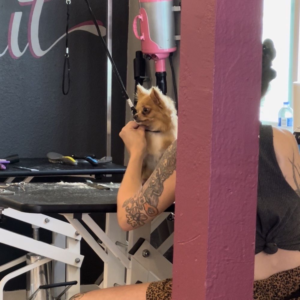 Bitches N Bubbles - Pet Groomers Near Me - Long Beach, California