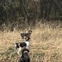 Photo of Southern Missouri Shorthairs