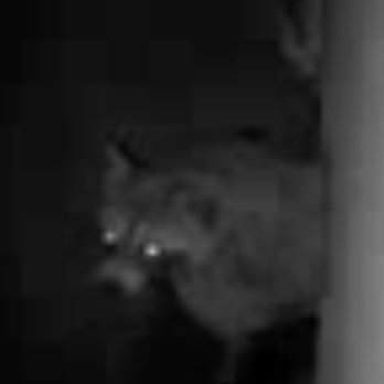 Cap City Wildlife Removal - Wildlife Control Near Me