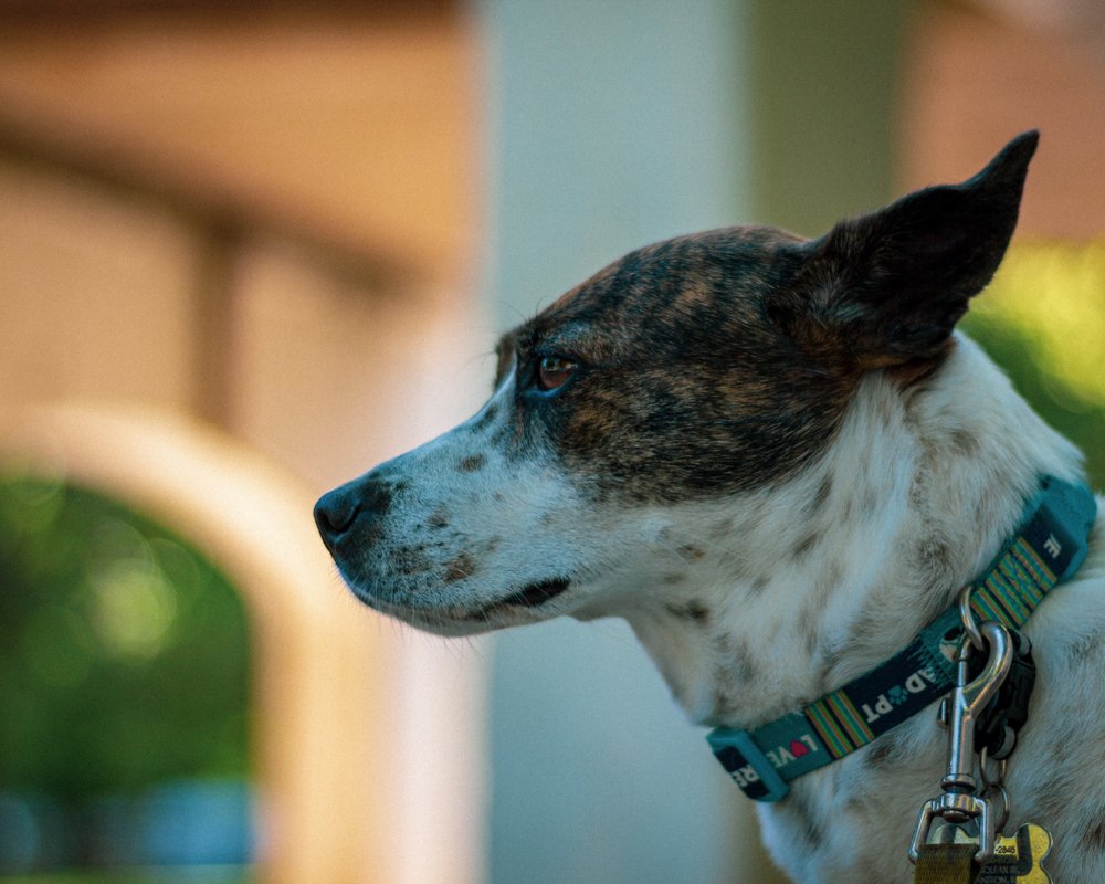 HEAVEN SENT PET CARE Updated August 2024 78 Photos & 27 Reviews