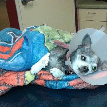 inland valley emergency pet hospital