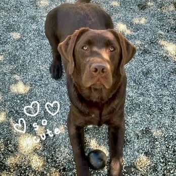Good Dog - Pet Sitting Near Me - Port Coquitlam, British Columbia