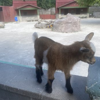 Scovill Children's Zoo - Petting Zoo - Zoos Near Me - Decatur, Illinois Scovill Children's Zoo - Petting Zoo - Zoos Near Me - Decatur, Illinois