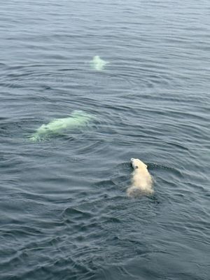 Lazy Bear Expeditions & Tours Churchill Canada by null