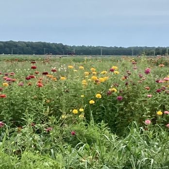 Emily's Produce - a field of flowers - Farmers Market Near Me - Cambridge, Maryland Emily's Produce - a field of flowers - Farmers Market Near Me - Cambridge, Maryland