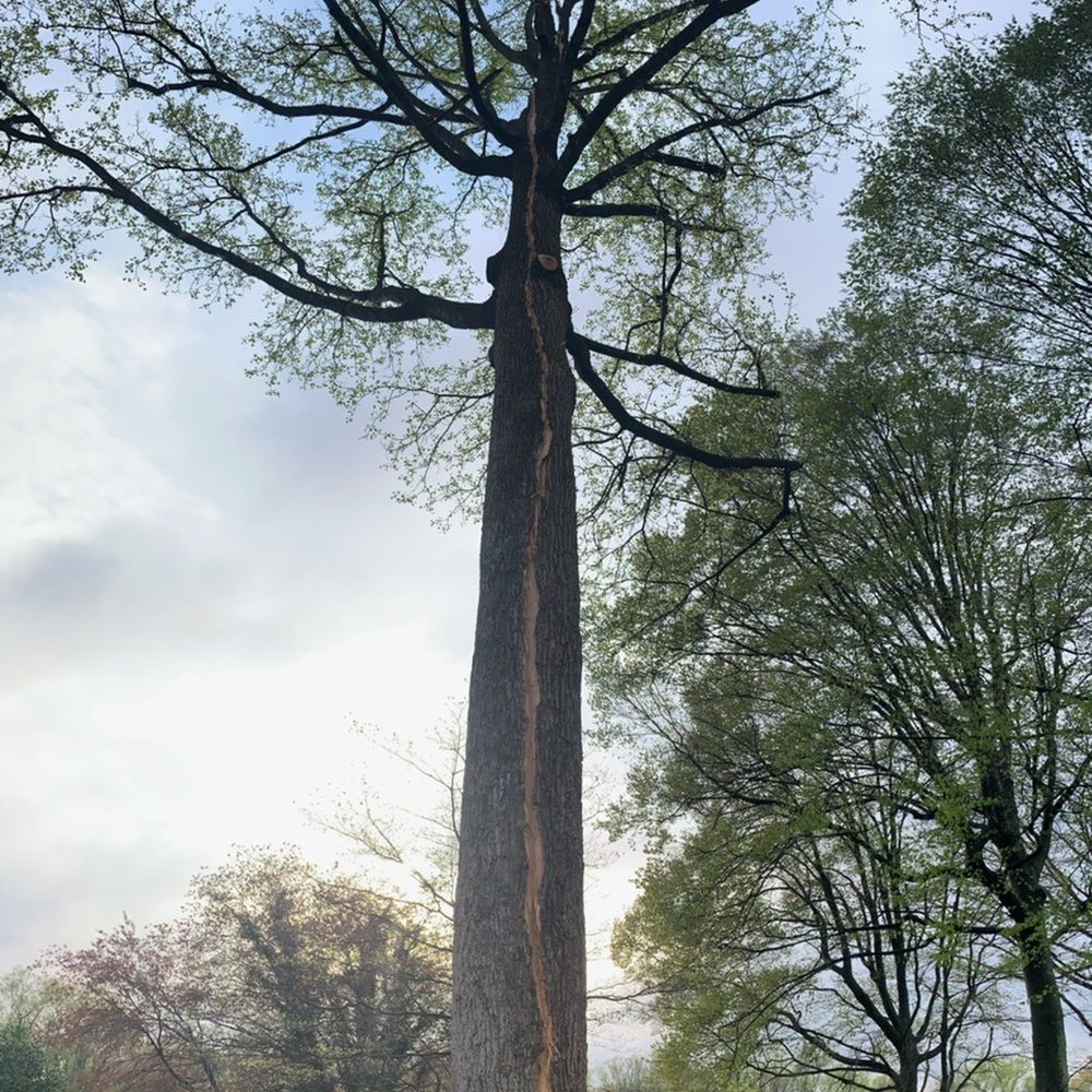 O&O Tree Service - Clearly see the split in the center of the tree.  Both sides are like this from it being struck by lightening twice! - Tree Services Near Me