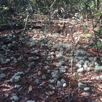 Chuluota Wilderness Area - Deer moss - Active Life Near Me - Oviedo, Florida Chuluota Wilderness Area - Deer moss - Active Life Near Me - Oviedo, Florida