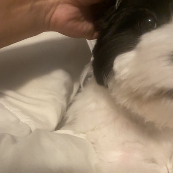 Classy Canine's Wiggle Rumps - Long hairs around the neck area - Pet Groomers Near Me - Castrovalley, California