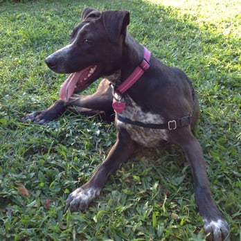 Moanalua Community Park - Miko tired out - Parks Near Me - Honolulu, Hawaii