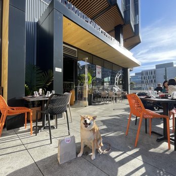 Dumpling Time Thrive City - #petsofdumplingtime - Noodles Near Me - San Francisco, California