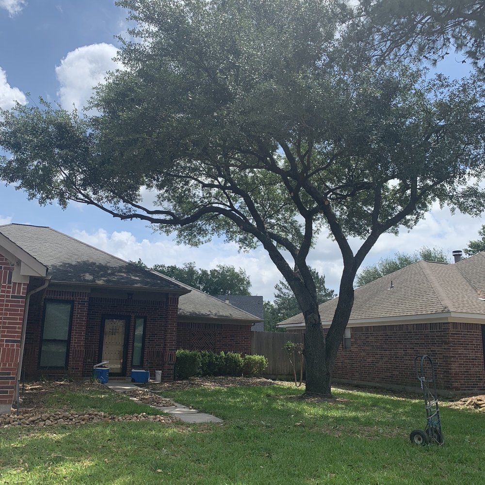 Cortes Tree Services - One oak tree trimmed! The pictures don't even do it justice! - Tree Services Near Me Cortes Tree Services - One oak tree trimmed! The pictures don't even do it justice! - Tree Services Near Me