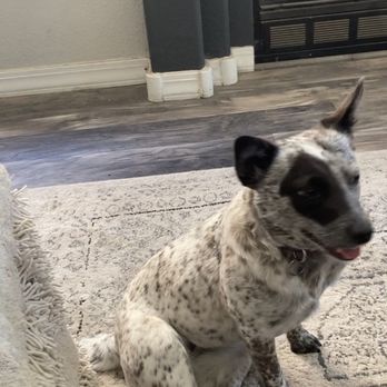 Rescue Dogs Training - This is Mini, my dog that Megan Perkins lost while in her care. Missing since 5-7-23 - Pet Training Near Me - Tijeras, New Mexico Rescue Dogs Training - This is Mini, my dog that Megan Perkins lost while in her care. Missing since 5-7-23 - Pet Training Near Me - Tijeras, New Mexico