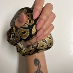 JIM Nail Spa - My nails