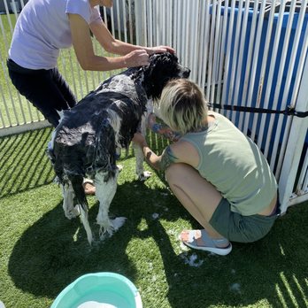 Luxe Pet Hotels - Bo's bath! He doesn't want to get in the tub so they bring warm water to him!!!!! He loves all the attention. - Pet Boarding Near Me - Las Vegas, Nevada
