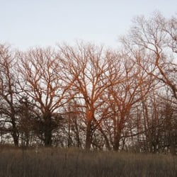 McFarland Park - Warm January Sky